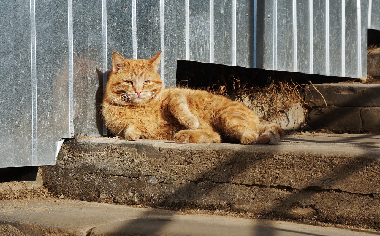 Cat illustrating the recommendation to boost your marketing results one step at a time.